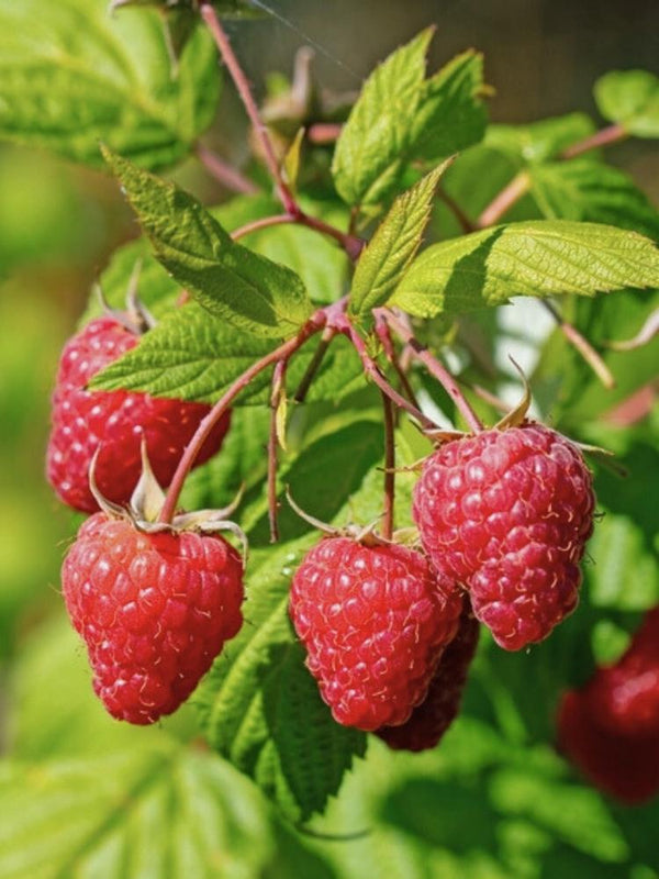 Himbeere 'Aroma-Queen' ®  | Rubus idaeus 'Aroma-Queen' ® im Onlineshop der Bohlken Baumschulen
