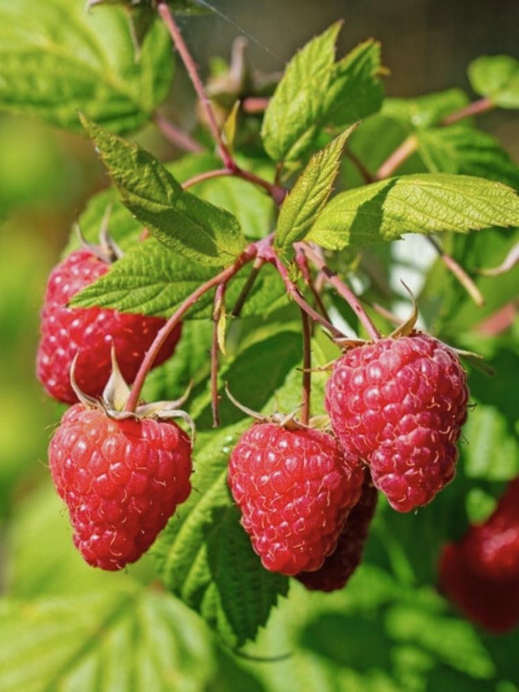 Himbeere 'Aroma-Queen' ®  | Rubus idaeus 'Aroma-Queen' ® im Onlineshop der Bohlken Baumschulen