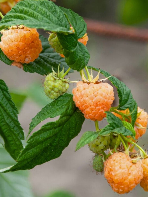 Himbeere 'Autumn Amber' ®  | Rubus idaeus 'Autumn Amber' ® im Onlineshop der Bohlken Baumschulen