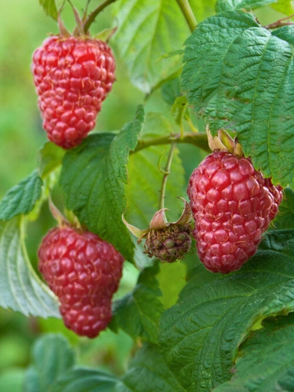 Himbeere 'Autumn Belle' ®  | Rubus idaeus 'Autumn Belle' ® im Onlineshop der Bohlken Baumschulen