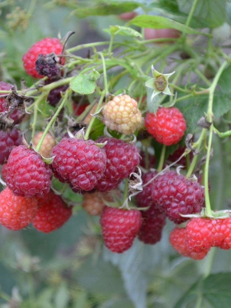 Rubus idaeus 'Autumn Bliss' / 'Blissy' ® im Onlineshop der Bohlken Baumschulen