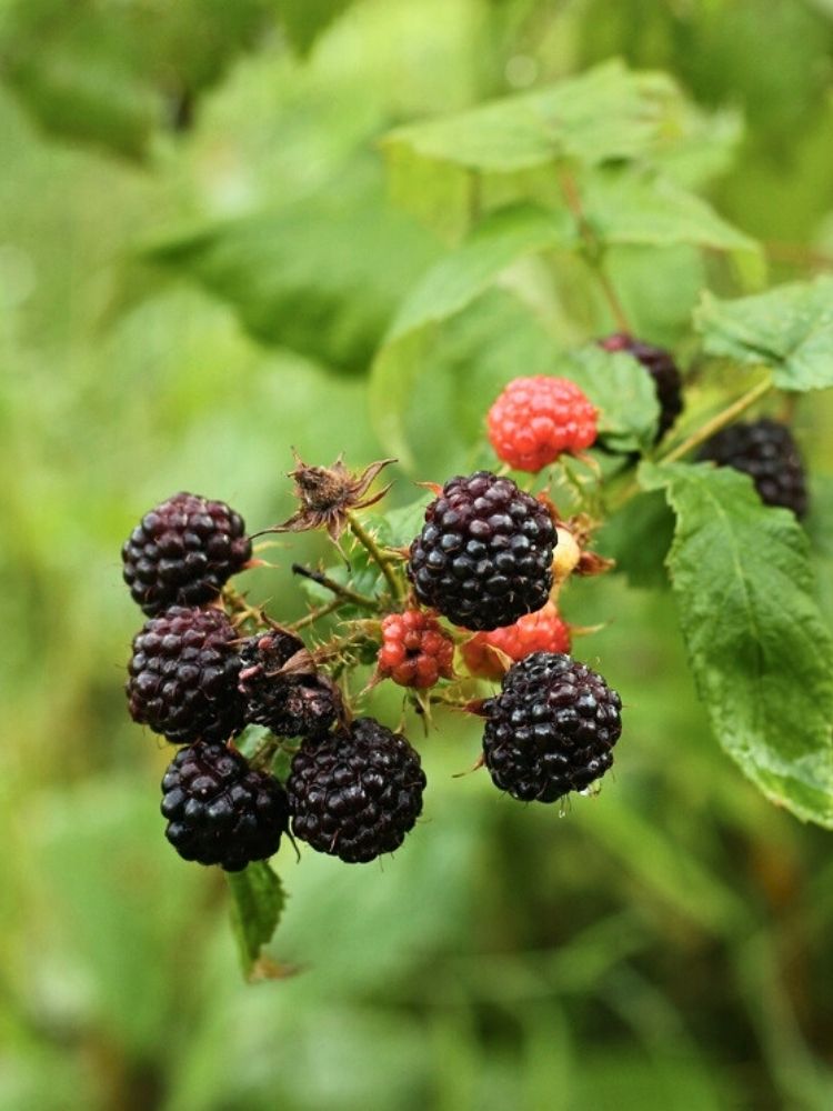 Himbeere 'Black Jewel'  | Herbst-Himbeere Rubus 'Black Jewel' im Onlineshop der Bohlken Baumschulen