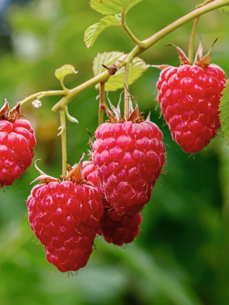 Himbeere 'Glen Ample'  | Herbst-Himbeere Rubus 'Glen Ample' im Onlineshop der Bohlken Baumschulen