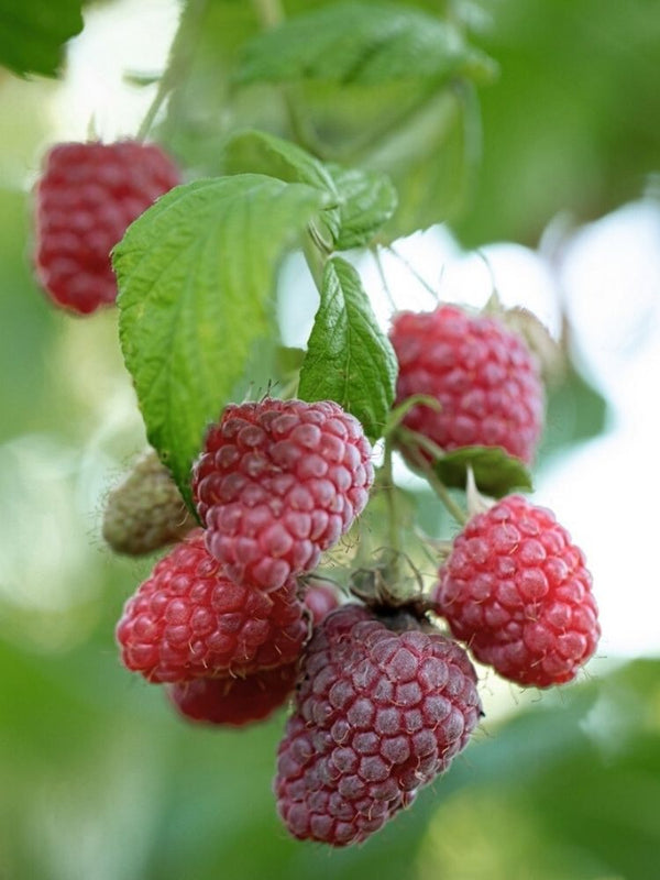 Himbeere 'Glen Coe'  | Herbst-Himbeere Rubus 'Glen Coe' im Onlineshop der Bohlken Baumschulen
