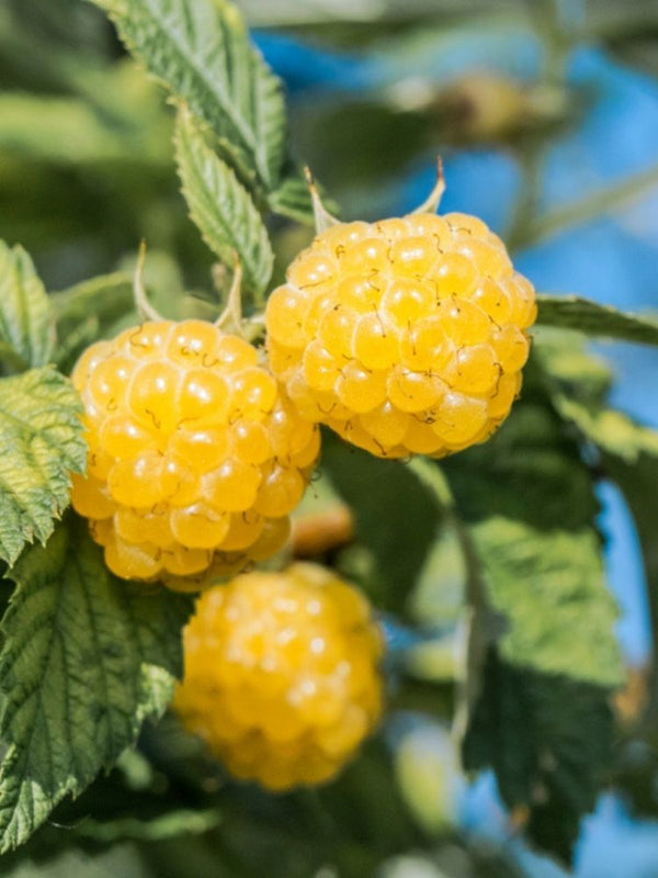 Himbeere 'Golden Everest'  | Herbst-Himbeere Rubus 'Golden Everest' im Onlineshop der Bohlken Baumschulen