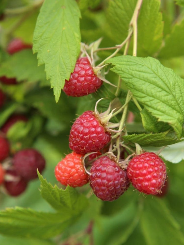 Himbeere 'Meeker'  | Sommer-Himbeere 'Meeker' im Onlineshop der Bohlken Baumschulen