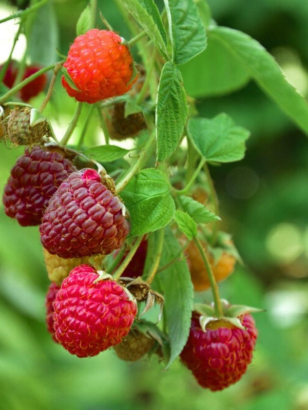 Himbeere 'Sanibelle' ®  | Rubus idaeus 'Sanibelle' ® im Onlineshop der Bohlken Baumschulen