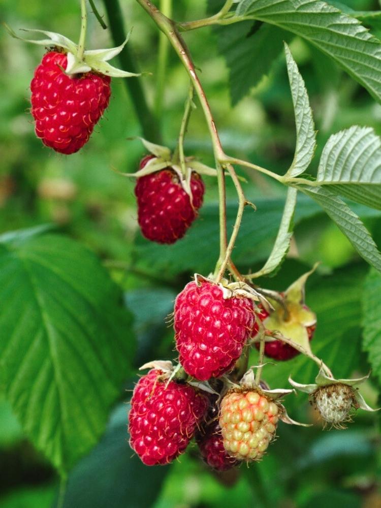 Himbeere 'Schönemann'  | Rubus idaeus 'Schönemann' im Onlienshop der Bohlken Baumschulen