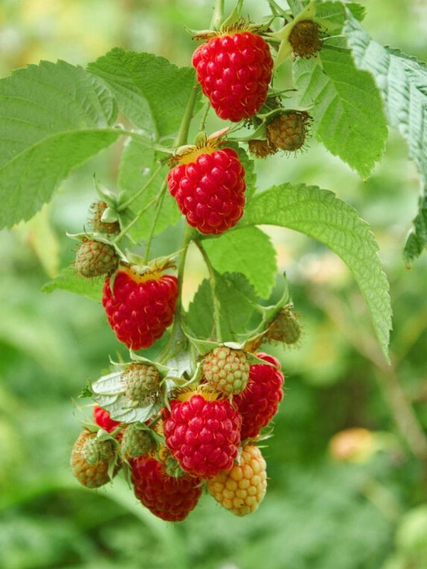 Himbeere 'TulaMagic' ®  | Rubus idaeus 'TulaMagic' ® im Onlineshop der Bohlken Baumschulen