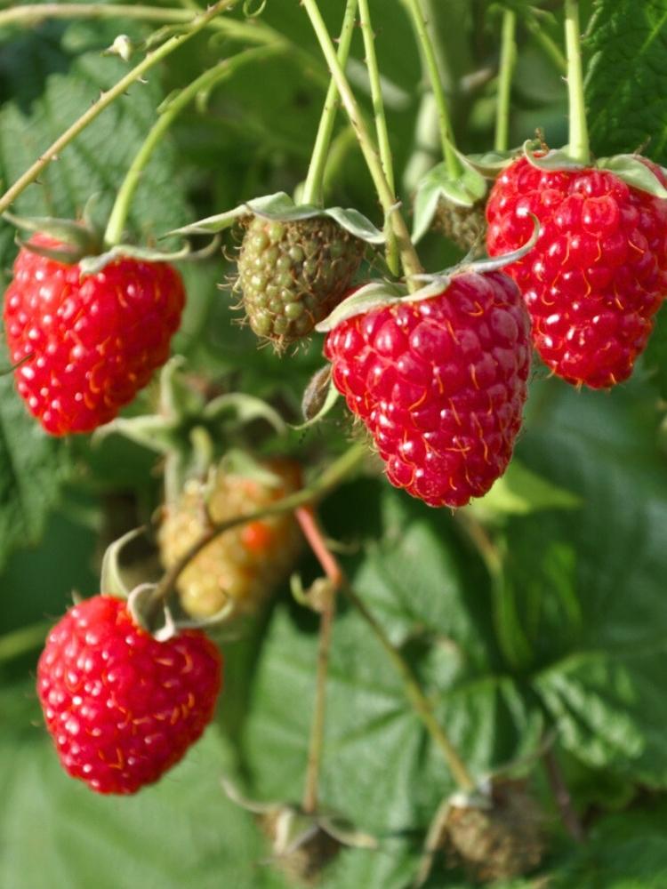 Himbeere 'Twotimer' ® 'Sugana' ®  | Rubus idaeus 'Twotimer' ® 'Sugana' ® im Onlieshop der Bohlken Baumschulen