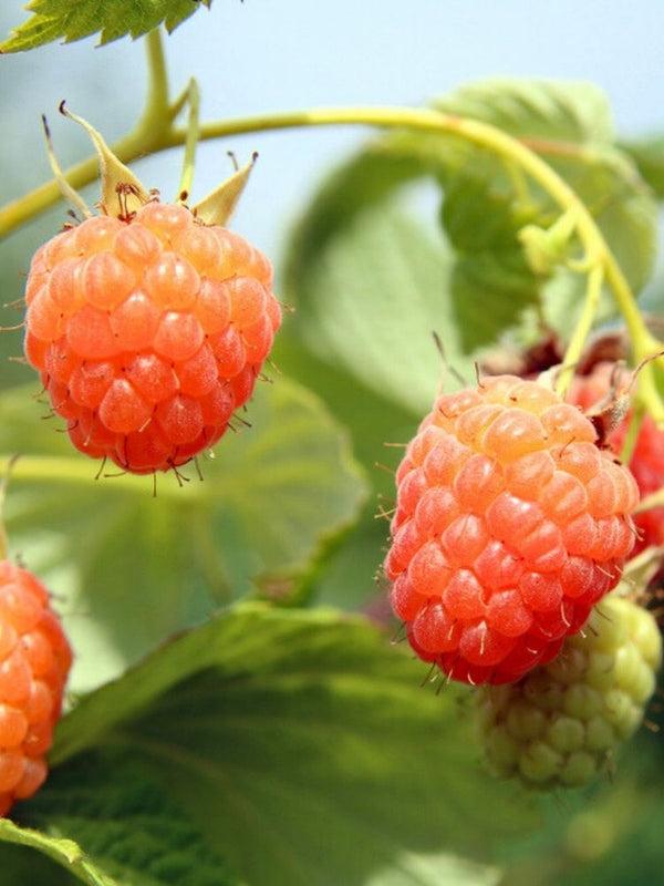 Himbeere 'Valentina' ® | Rubus idaeus 'Valentina' ® im Onlineshop der Bohlken Baumschulen