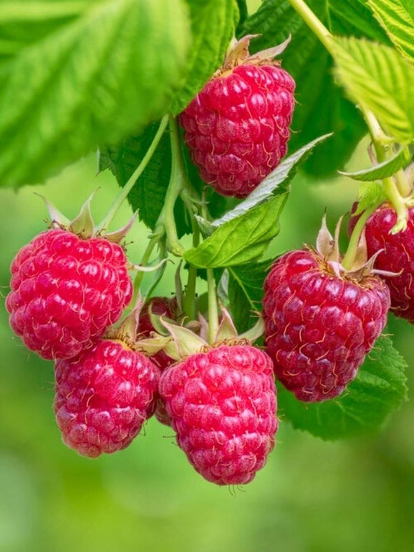 Himbeere 'Willamette'  | Rubus idaeus 'Willamette' im Onlineshop der Bohlken Baumschulen
