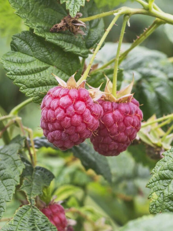 Himbeere 'ZEFA 3 Herbsternte'  | Rubus idaeus 'ZEFA 3 Herbsternte'  im Onlineshop der Bohlken Baumschulen