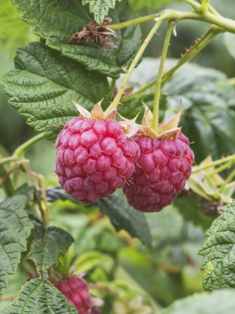 Himbeere 'ZEFA 3 Herbsternte'  | Rubus idaeus 'ZEFA 3 Herbsternte'  im Onlineshop der Bohlken Baumschulen