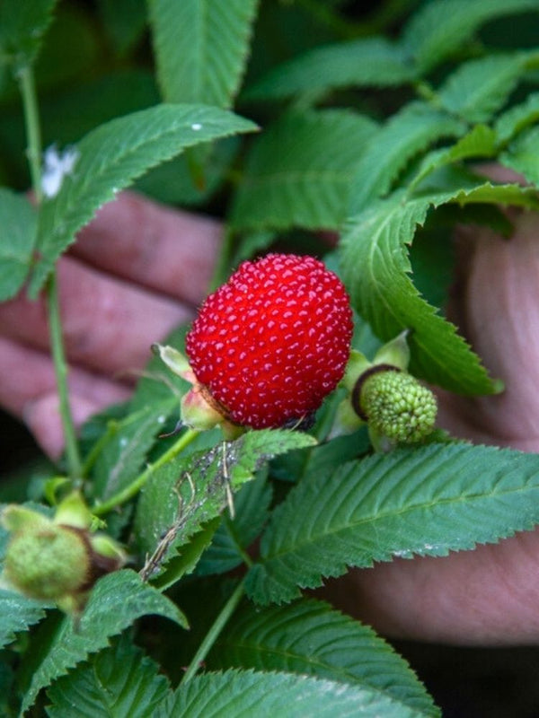 Erdbeer-Himbeere  | Rubus illecebrosus im Onlineshop der Bohlken Baumschulen