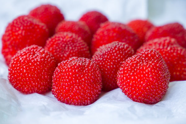 Erdbeer-Himbeere  | Rubus illecebrosus im Onlineshop der Bohlken Baumschulen