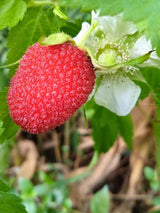 Erdbeer-Himbeere  | Rubus illecebrosus im Onlineshop der Bohlken Baumschulen