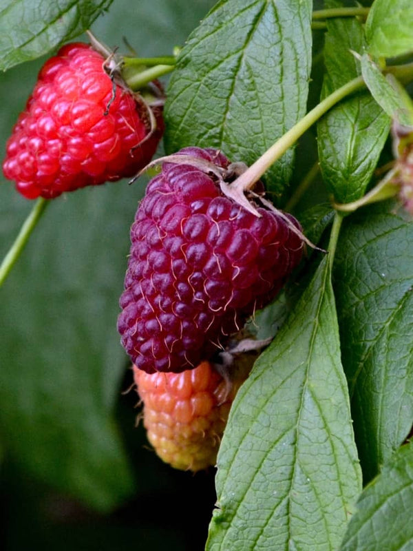 Him-Brombeere 'Loganbeere' | Rubus loganobaccus | kaufen im Onlineshop der Bohlken Baumschulen