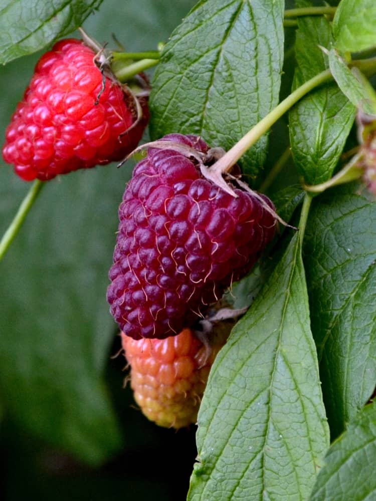 Him-Brombeere 'Loganbeere' | Rubus loganobaccus | kaufen im Onlineshop der Bohlken Baumschulen