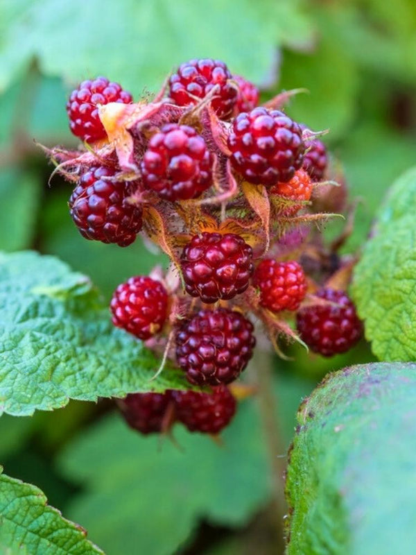 Japanische Weinbeere  | Rubus phoenicolasius im Onlineshop der Bohlken Baumschulen