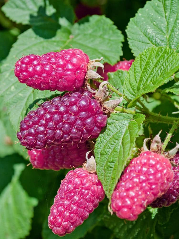Him-Brombeere 'Tayberry Medana' | Rubus x 'Tayberry Medana' | kaufen im Onlineshop der Bohlken Baumschulen