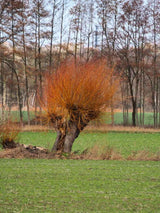 Silberweide / Kopfweide | Salix alba im Onlineshop der Bohlken Baumschulen
