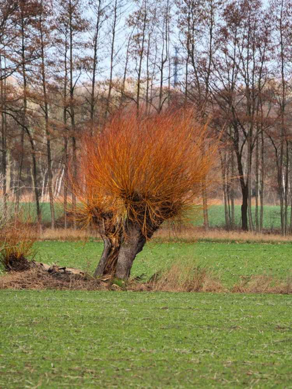 Silberweide / Kopfweide | Salix alba im Onlineshop der Bohlken Baumschulen