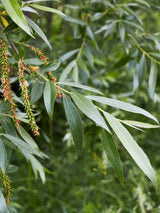 Silberweide / Kopfweide | Salix alba im Onlineshop der Bohlken Baumschulen