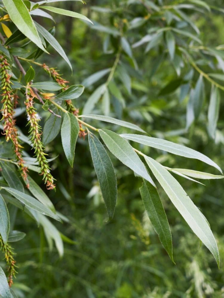 Silberweide / Kopfweide | Salix alba im Onlineshop der Bohlken Baumschulen