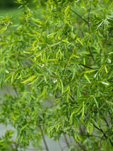 Silberweide / Kopfweide | Salix alba im Onlineshop der Bohlken Baumschulen
