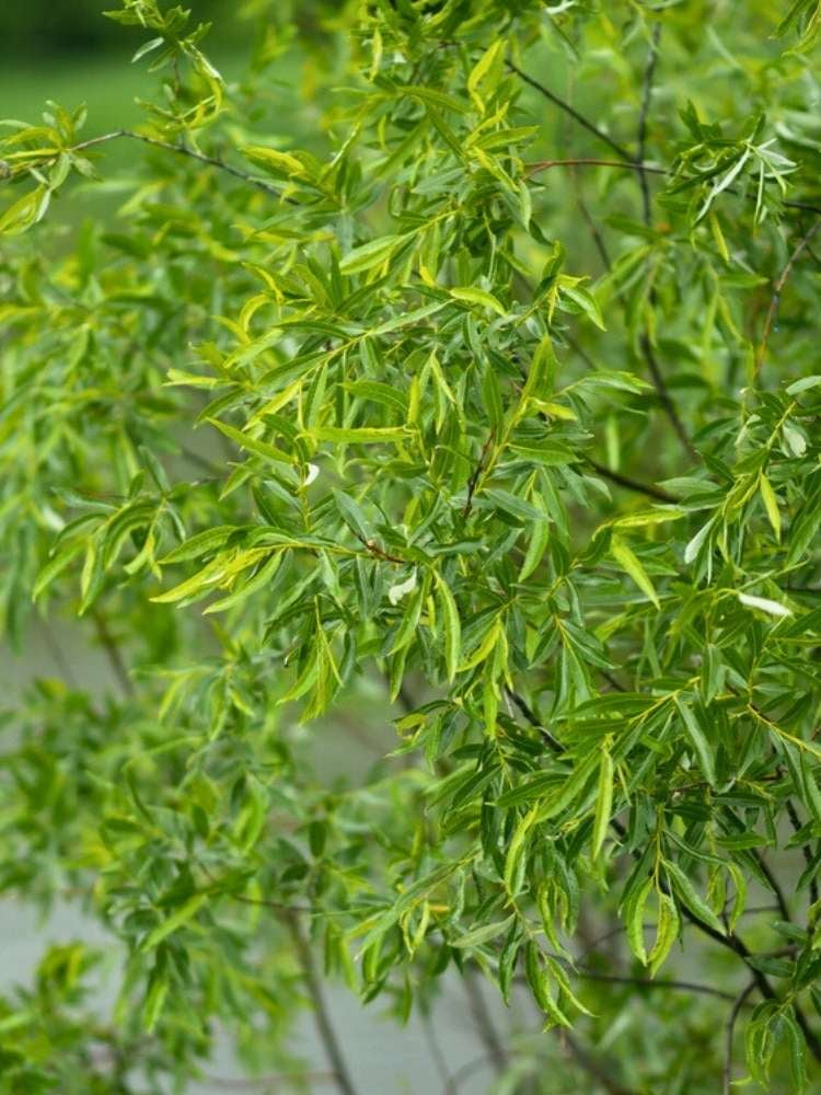 Silberweide / Kopfweide | Salix alba im Onlineshop der Bohlken Baumschulen