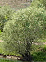 Silberweide / Kopfweide | Salix alba im Onlineshop der Bohlken Baumschulen