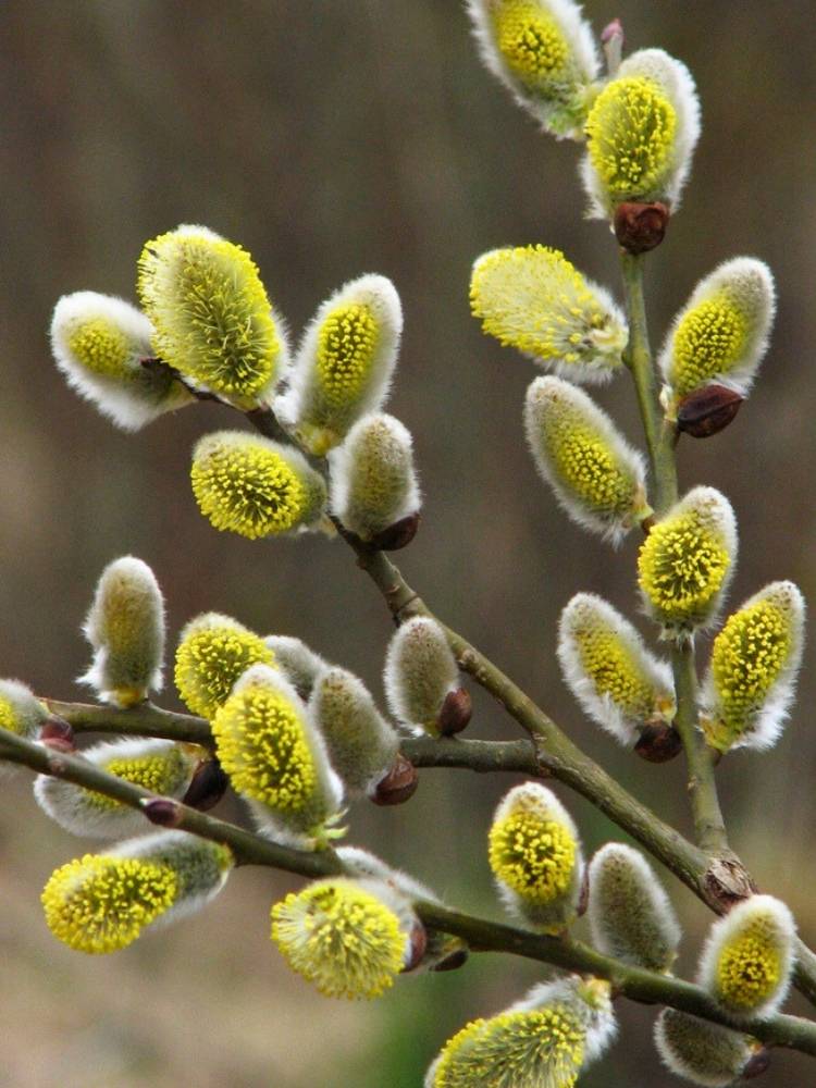 Salweide, Palmweide, Salix caprea im Onlineshop der Bohlken Baumschulen