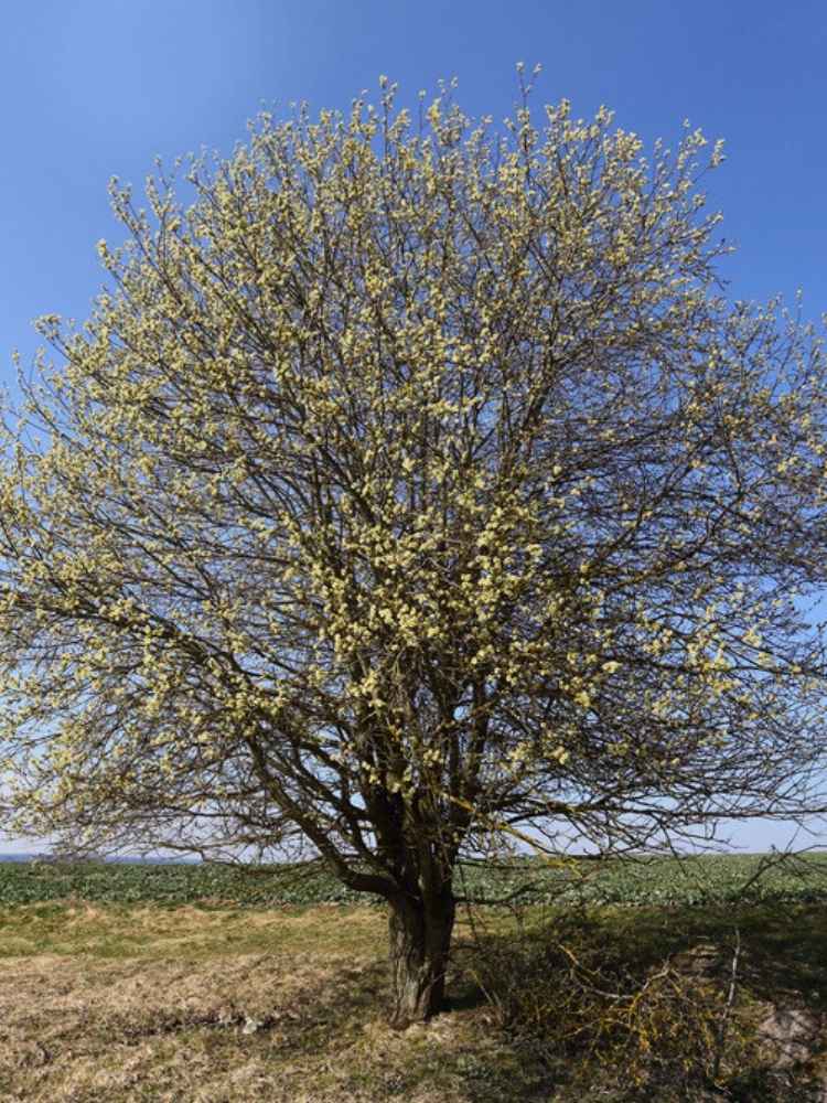 Sal-Weide | Salix caprea im Onlineshop der Bohlken Baumschulen