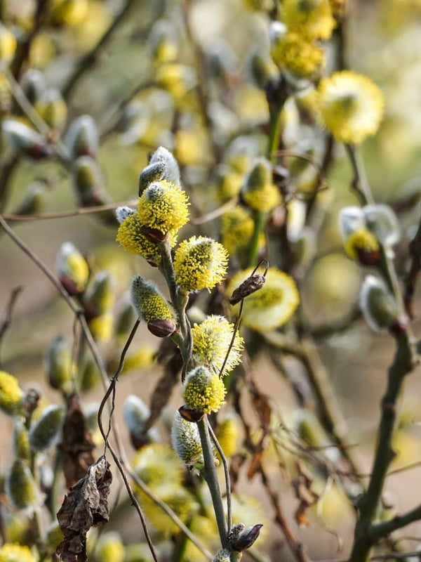 Salix caprea 'Bögelsack', Salweide 'Bögelsack' im Onlineshop der Bohlken Baumschulen