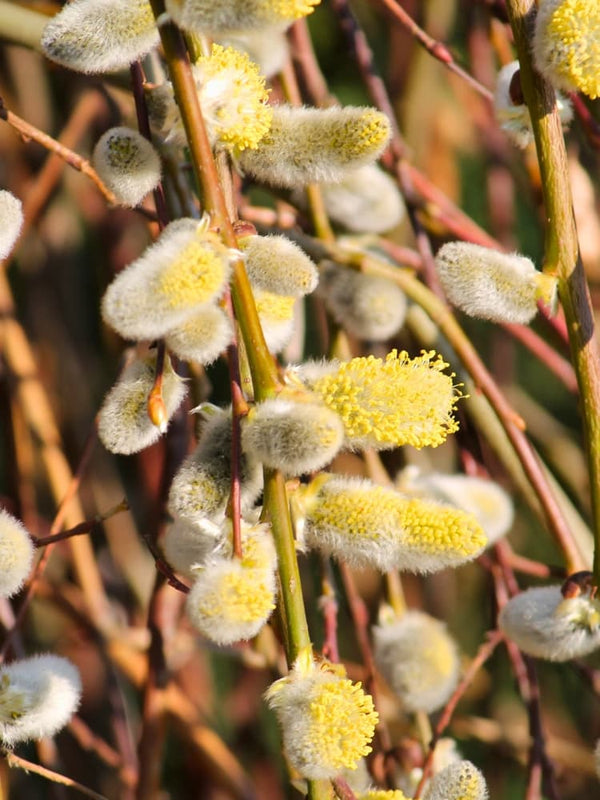 Salix caprea 'Pendula', Hängende Kätzchenweide 'Pendula' im Onlineshop der Bohlken Baumschulen