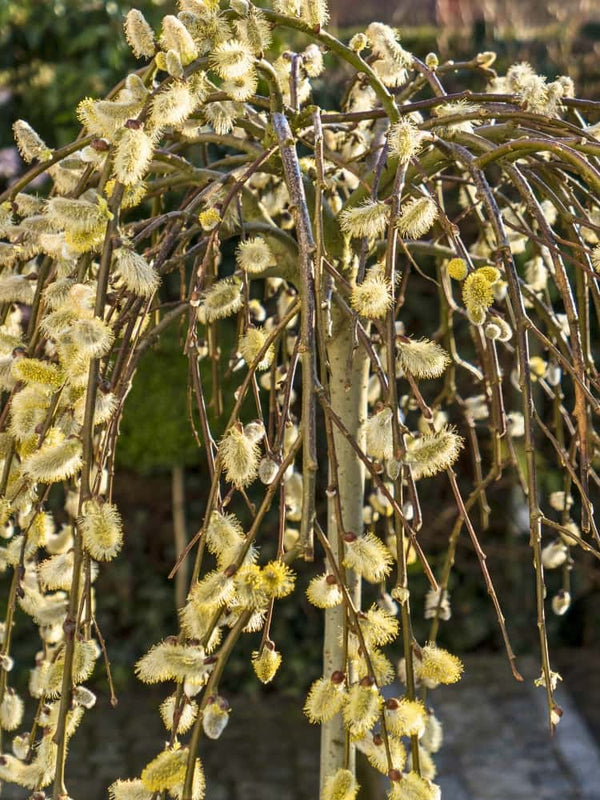 Salix caprea 'Pendula', Hängende Kätzchenweide 'Pendula' im Onlineshop der Bohlken Baumschulen