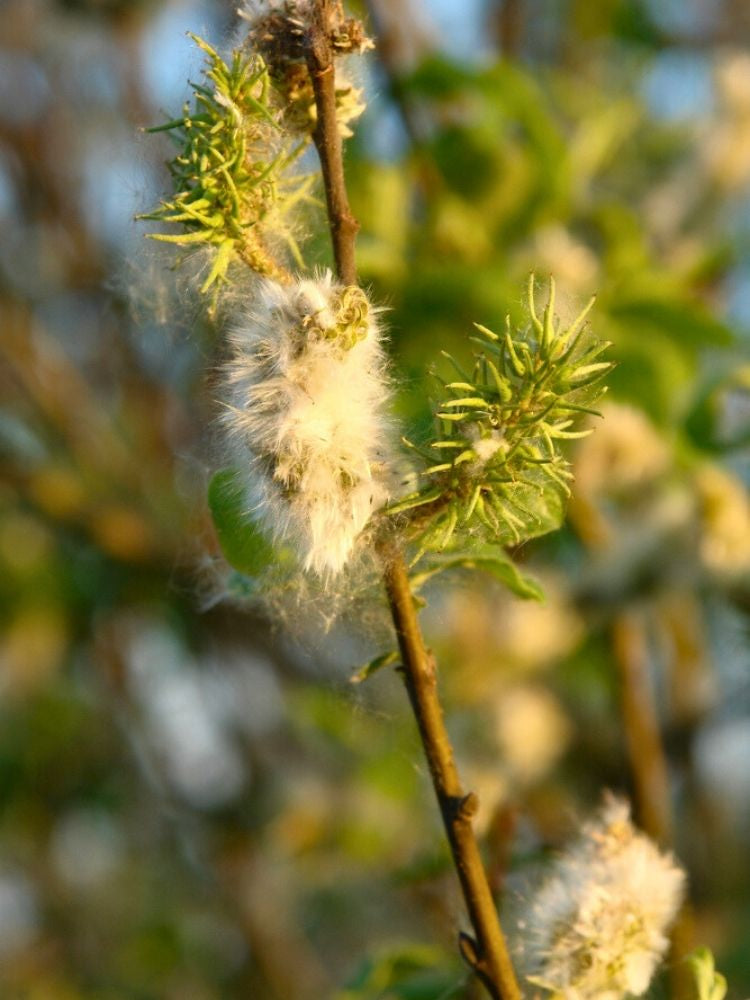 Aschweide / Grauweide | Salix cinerea im Onlineshop der Bohlken Baumschulen