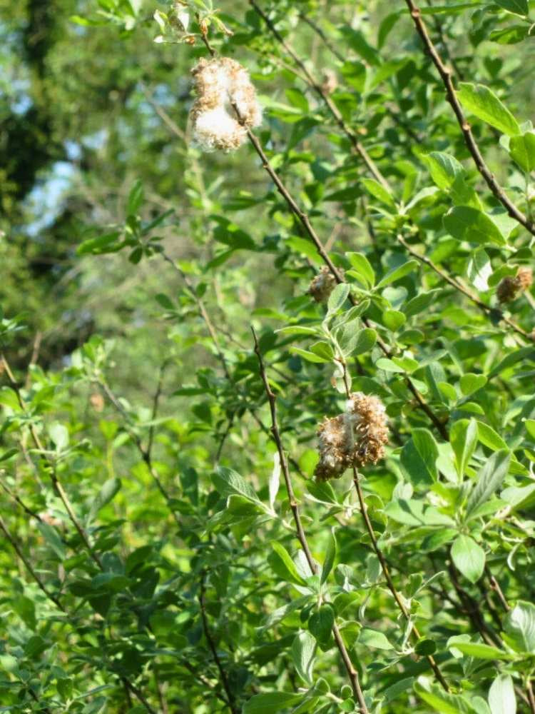 Aschweide / Grauweide | Salix cinerea im Onlineshop der Bohlken Baumschulen