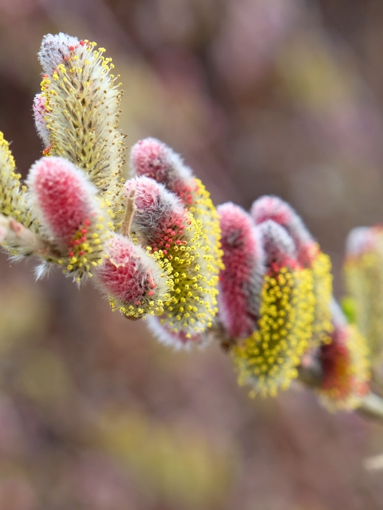 Salix gracilistyla 'Mount Aso', Rosa Kätzchenweide 'Mount Aso' im Onlineshop der Bohlken Baumschulen