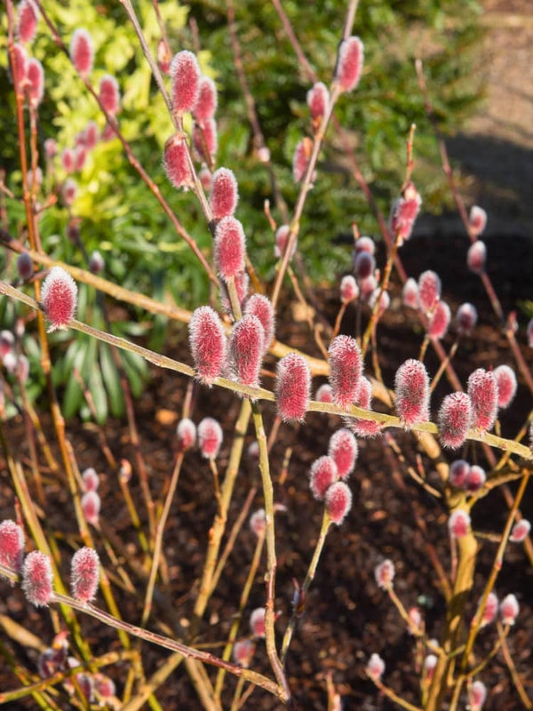 Salix gracilistyla 'Mount Aso', Rosa Kätzchenweide 'Mount Aso' im Onlineshop der Bohlken Baumschulen