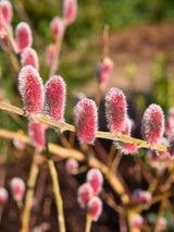 Salix gracilistyla 'Mount Aso', Rosa Kätzchenweide 'Mount Aso' im Onlineshop der Bohlken Baumschulen