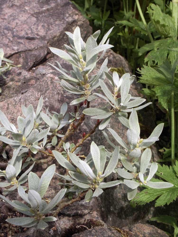 Schweizer Weide, Salix helvetica im Shop der Bohlken Baumschulen