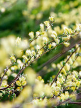 Silber-Kriechweide Blüte, Salix repens var. nitida im Shop der Bohlken Baumschulen