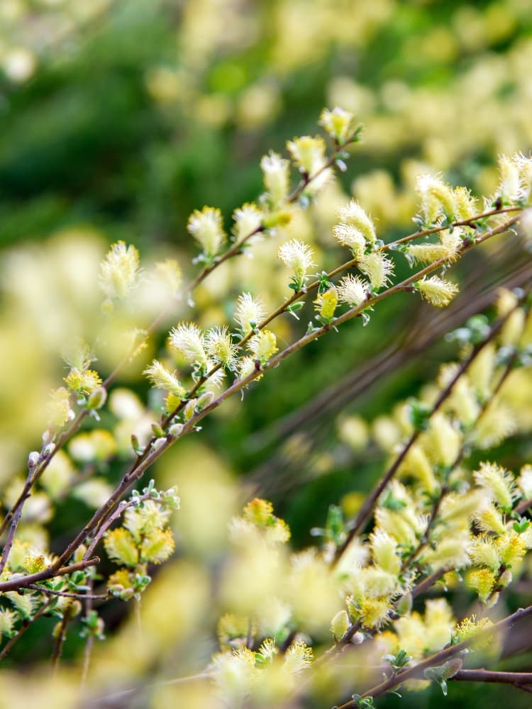 Silber-Kriechweide Blüte, Salix repens var. nitida im Shop der Bohlken Baumschulen