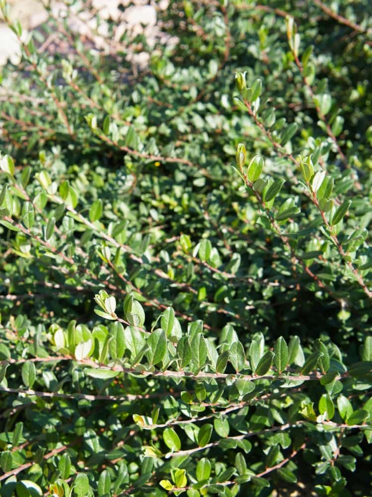 Silber-Kriechweide, Salix repens var. nitida im Shop der Bohlken Baumschulen