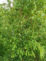 Korbweide, Hanf-Weide | Salix viminalis im Onlineshop der Bohlken Baumschulen