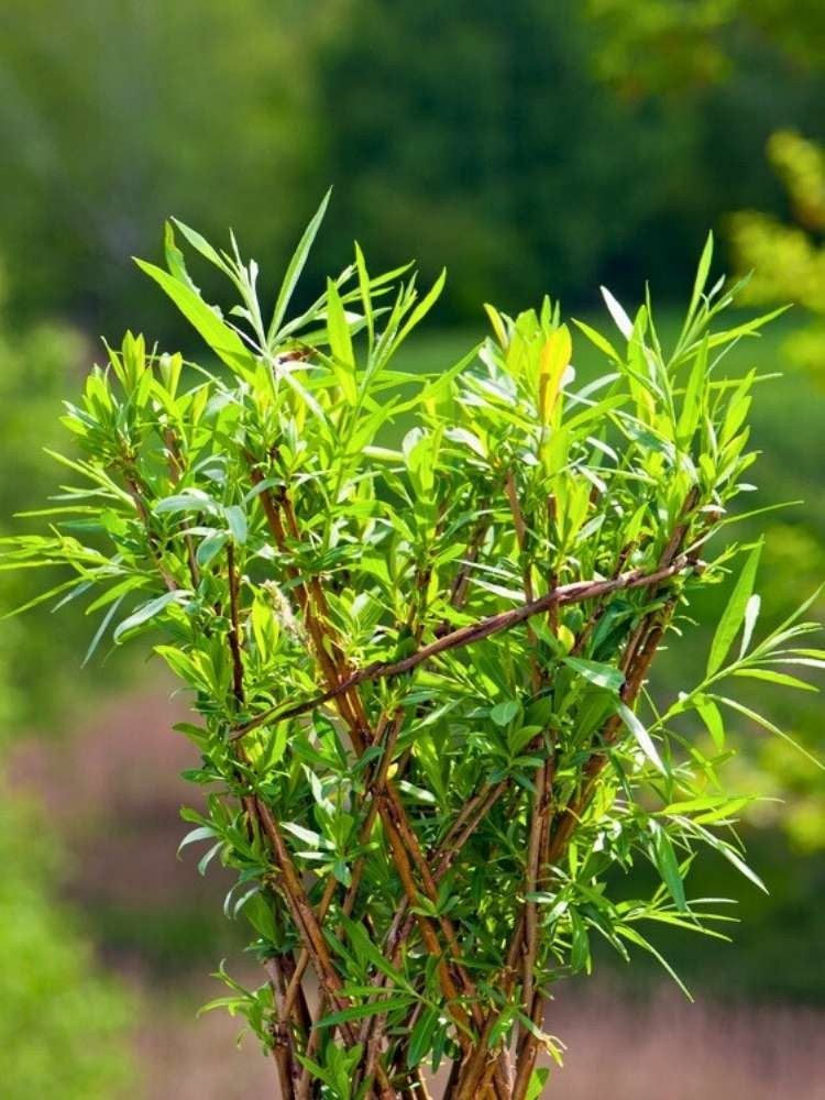 Korbweide, Hanf-Weide | Salix viminalis im Onlineshop der Bohlken Baumschulen