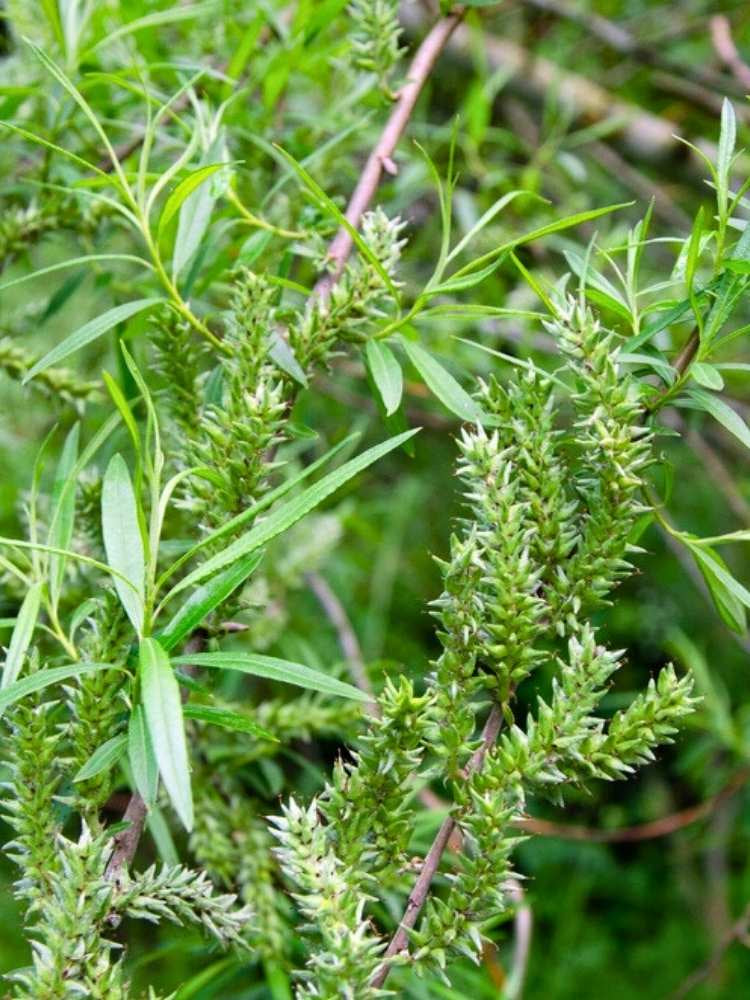 Korbweide, Hanf-Weide | Salix viminalis im Onlineshop der Bohlken Baumschulen