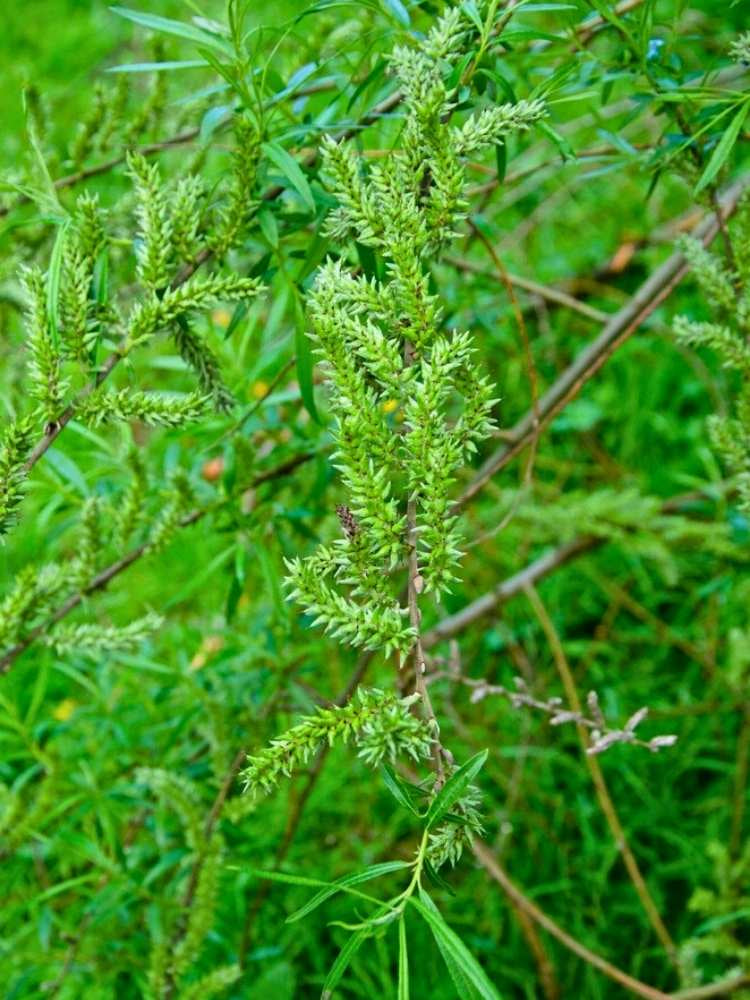 Korbweide, Hanf-Weide | Salix viminalis im Onlineshop der Bohlken Baumschulen